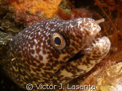 close up to a spotted moray at v.j.level dive site in par... by Victor J. Lasanta 